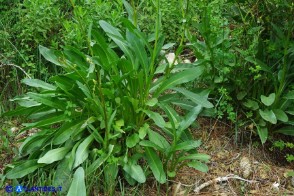Senecio morisii (Senecione di Moris)