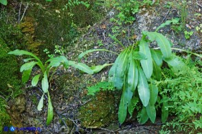 Senecio morisii (Senecione di Moris)