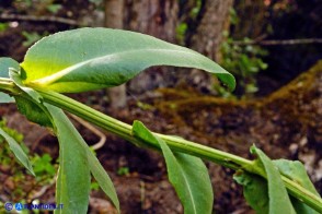 Senecio morisii (Senecione di Moris)