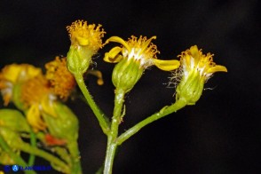 Senecio morisii (Senecione di Moris)
