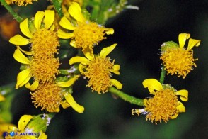 Senecio morisii (Senecione di Moris)