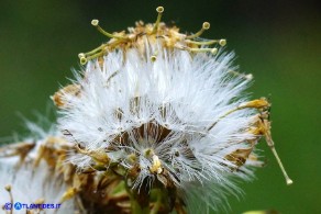 Senecio morisii (Senecione di Moris)