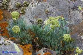 Seseli praecox (Finocchiella precoce)