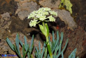 Seseli praecox (Finocchiella precoce)