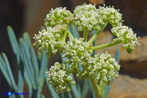 Seseli praecox (Finocchiella precoce)