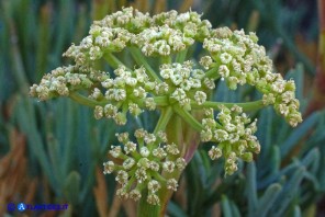 Seseli praecox (Finocchiella precoce)