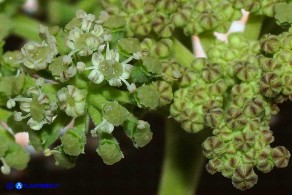 Seseli praecox (Finocchiella precoce)