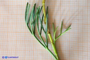 Seseli praecox (Finocchiella precoce)