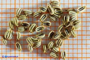 Seseli praecox (Finocchiella precoce)