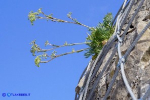 Seseli praecox (Finocchiella di Boccone): un raro endemismo sardo-corso