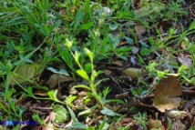 Silene gallica (Silene gallica)
