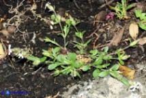Silene gallica (Silene gallica)