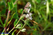 Silene gallica (Silene gallica)
