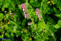 Silene gallica (Silene gallica)