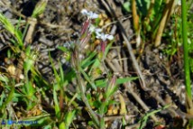 Silene gallica (Silene gallica)