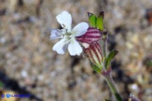 Silene gallica (Silene gallica)