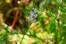 Silene gallica (Silene gallica)