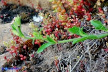 Silene gallica (Silene gallica)