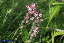 Silene gallica (Silene gallica)