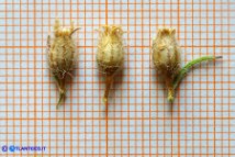 Silene gallica (Silene gallica): la capsula alla maturità ricoperta dal calice