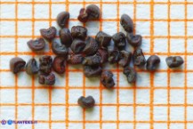 Silene gallica (Silene gallica): i semi
