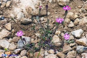 Silene morisiana (Silene di Moris)