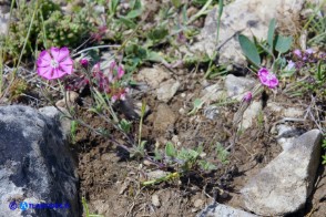 Silene morisiana (Silene di Moris)