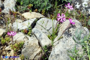 Silene morisiana (Silene di Moris)