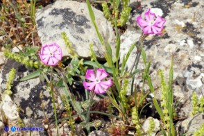 Silene morisiana (Silene di Moris)
