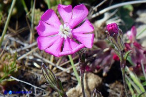Silene morisiana (Silene di Moris)