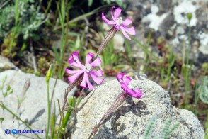 Silene morisiana (Silene di Moris)
