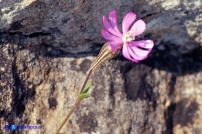 Silene morisiana (Silene di Moris)
