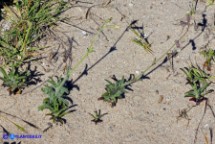 Silene niceensis (Silene nizzarda)
