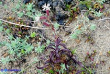 Silene niceensis (Silene nizzarda)