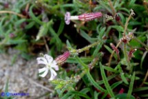 Silene niceensis (Silene nizzarda)