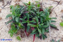 Silene niceensis (Silene nizzarda)