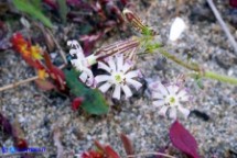 Silene niceensis (Silene nizzarda)