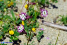 Silene niceensis (Silene nizzarda)