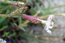 Silene niceensis (Silene nizzarda)