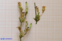 Silene niceensis (Silene nizzarda): le capsule mature e in fase di sviluppo