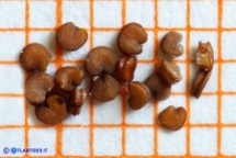 Silene niceensis (Silene nizzarda): i semi