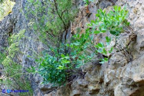 Siler montanum subsp. ogliastrinum (Laserpizio d'Ogliastra)