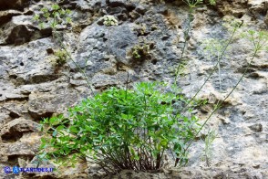 Siler montanum subsp. ogliastrinum (Laserpizio d'Ogliastra)