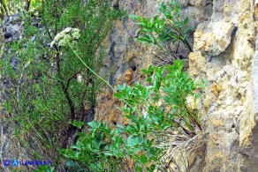Siler montanum subsp. ogliastrinum (Laserpizio d'Ogliastra)