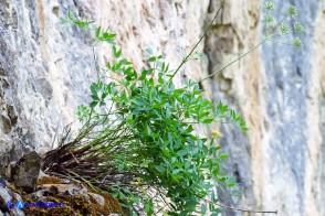 Siler montanum subsp. ogliastrinum (Laserpizio d'Ogliastra)