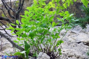 Siler montanum subsp. ogliastrinum (Laserpizio d'Ogliastra)