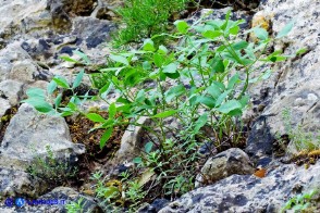 Siler montanum subsp. ogliastrinum (Laserpizio d'Ogliastra)