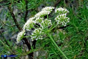 Siler montanum subsp. ogliastrinum (Laserpizio d'Ogliastra)