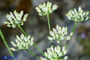 Siler montanum subsp. ogliastrinum (Laserpizio d'Ogliastra)
