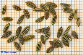 Siler montanum subsp. ogliastrinum (Laserpizio d'Ogliastra): gli acheni